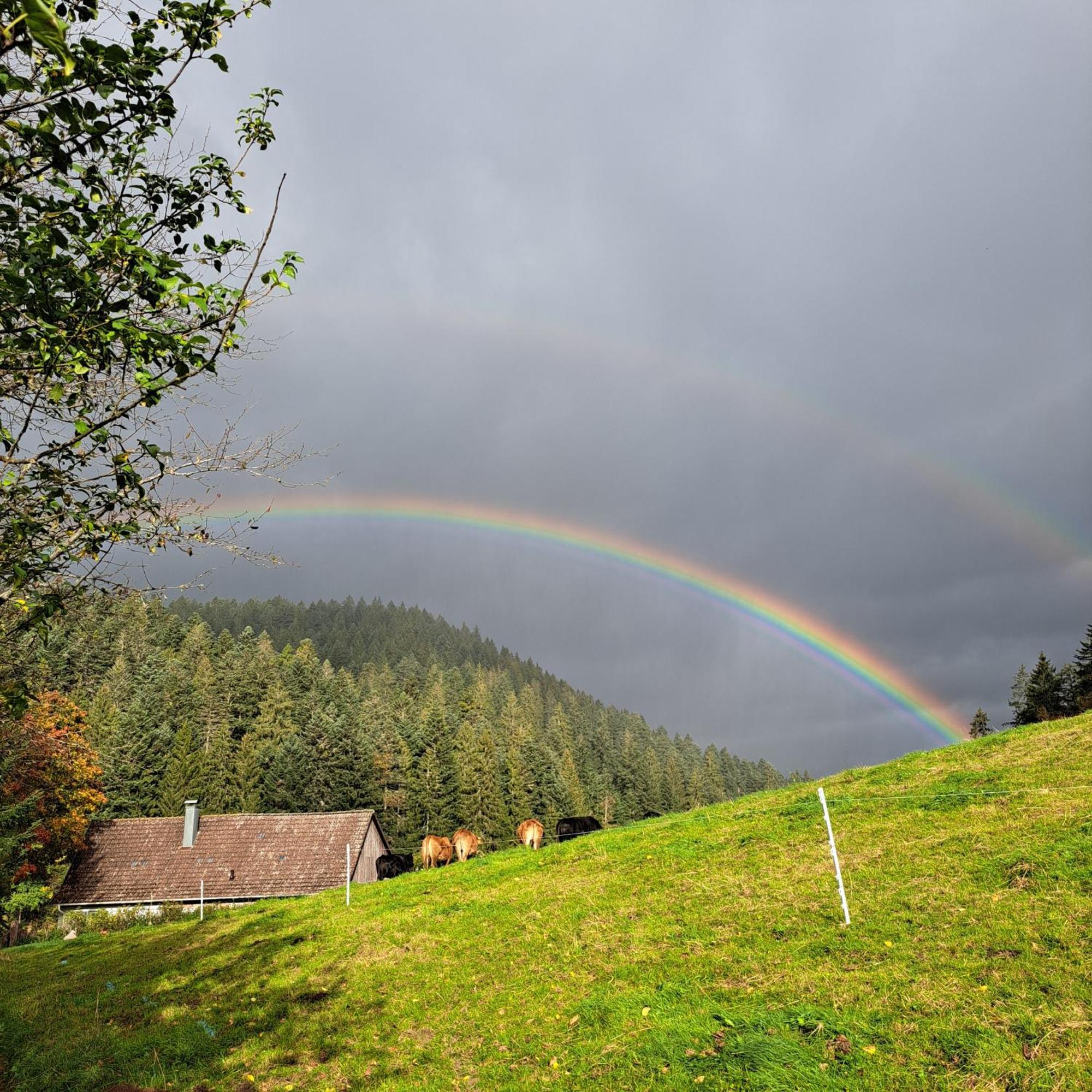 Ferienhaus Schwarzwald Seewald Erzgrube Badesee 100% Natur Экстерьер фото