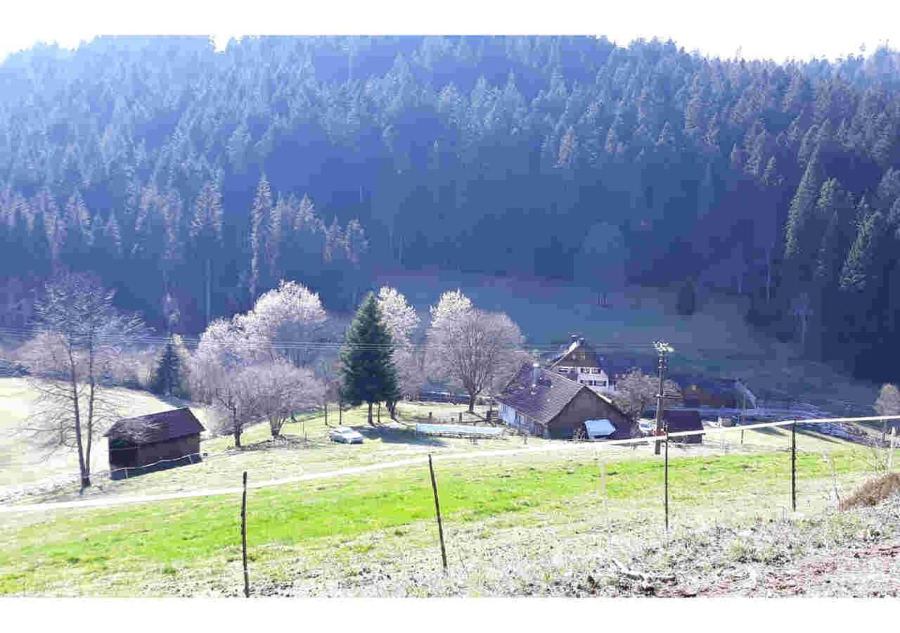 Ferienhaus Schwarzwald Seewald Erzgrube Badesee 100% Natur Экстерьер фото